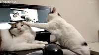 猫,パソコン,画面の猫,猫パンチ,可愛い,部屋