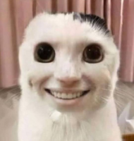 猫,面白い顔,合成画像
