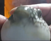 魚,フグ,アップ,手