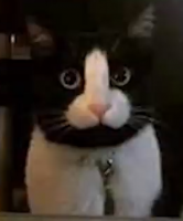 猫,白黒,動物,驚き顔