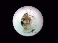 ミジンコ,顕微鏡,動物プランクトン,水生生物,微生物,拡大写真