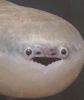 ウツボ,顔,かわいい,魚