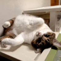 猫,ねこ,かわいい,寝転ぶ,動物,ペット